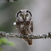 Boreal Owl - Photo (c) Christoph Moning, some rights reserved (CC BY), uploaded by Christoph Moning