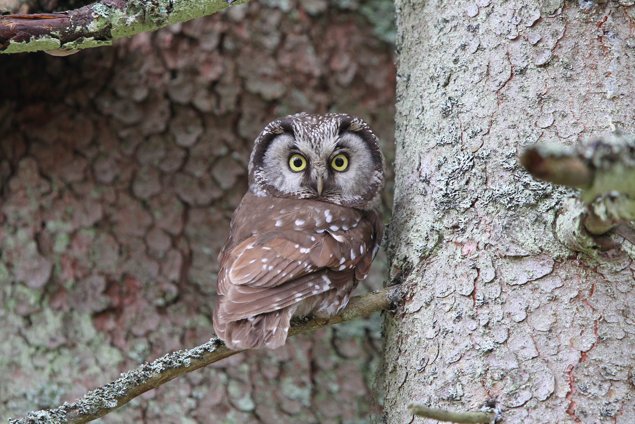 Tengmalm's Owl (Aegolius funereus)