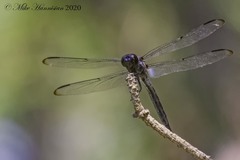 Libellula axilena
