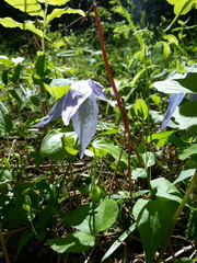 Clematis occidentalis grosseserrata