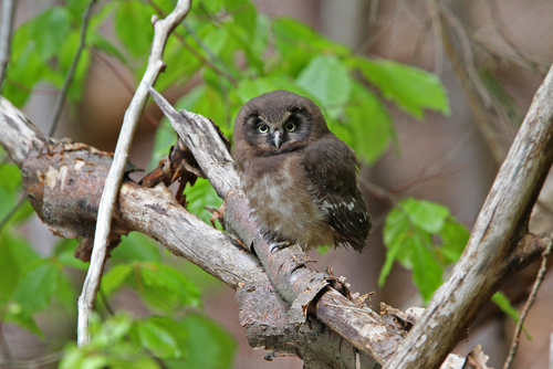 Mochuelo boreal (Aegolius funereus)