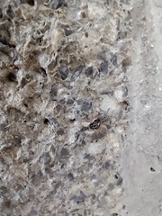 Menemerus semilimbatus