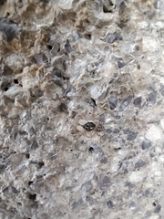 Menemerus semilimbatus