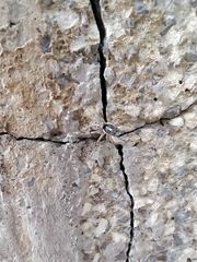 Menemerus semilimbatus