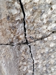 Menemerus semilimbatus