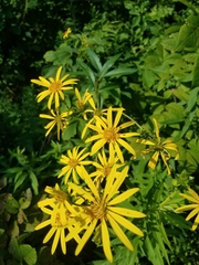 Silphium asteriscus trifoliatum