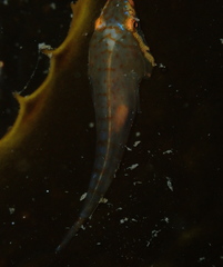 Gobiesocidae