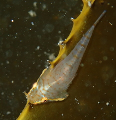 Gobiesocidae