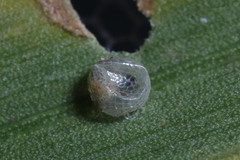 Elymnias hypermnestra