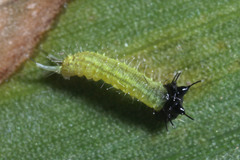 Elymnias hypermnestra