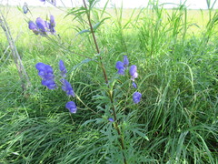 Aconitum baicalense