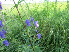 Aconitum baicalense