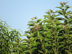 Melozone crissalis