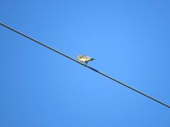 Spinus psaltria