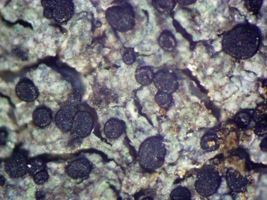 Biatora radicicola