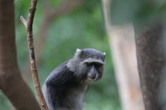 Cercopithecus mitis manyaraensis