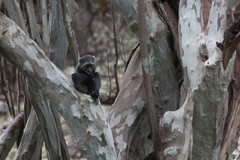 Cercopithecus mitis manyaraensis