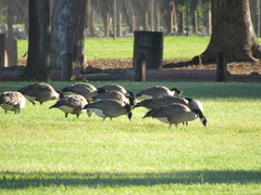 Branta canadensis