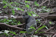 Cercopithecus mitis manyaraensis