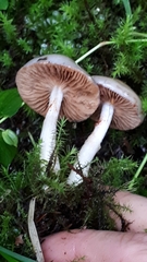 Cortinarius emunctus