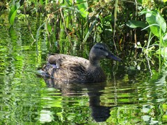 Anas platyrhynchos