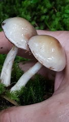 Cortinarius emunctus