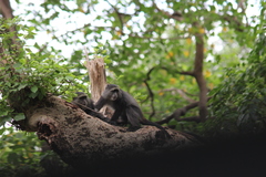 Cercopithecus mitis manyaraensis