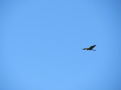 Ardea herodias