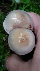 Cortinarius emunctus