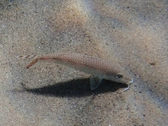 Por's Goatfish photo 3