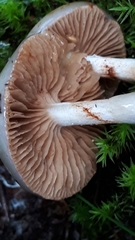 Cortinarius emunctus