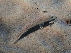 Por's Goatfish photo 5