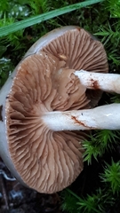 Cortinarius emunctus