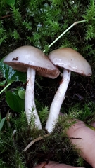 Cortinarius emunctus