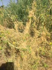 Cuscuta salina