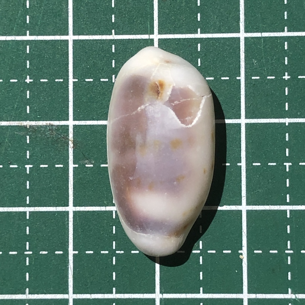 Blasicrura pallidula