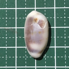 Blasicrura pallidula image
