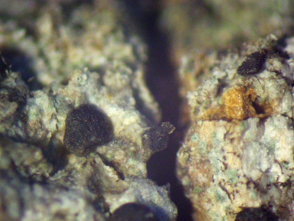 Biatora globulosa