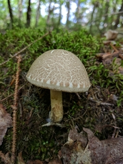 Leccinellum albellum