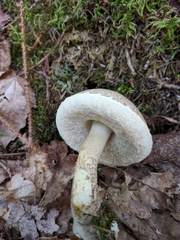 Leccinellum albellum