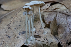Resinomycena rhododendri