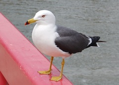 Larus crassirostris