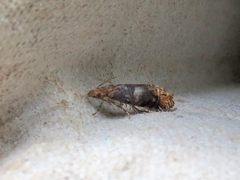 Eucosma ochroterminana