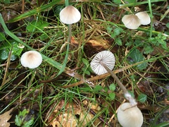 Mycena vitilis
