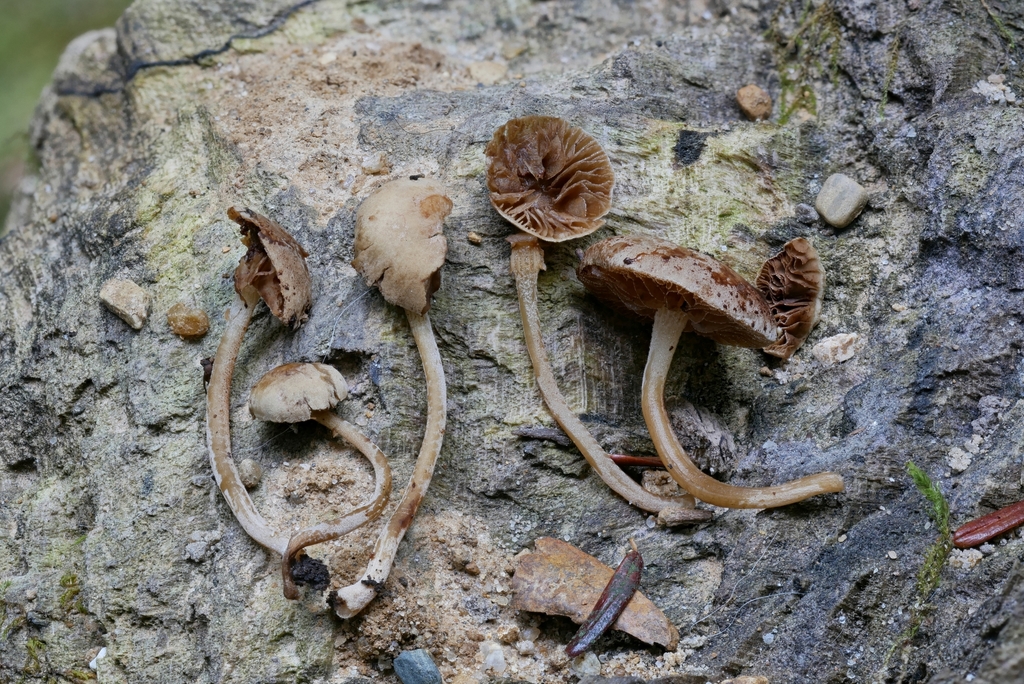 Simocybe sp. 'IN02'