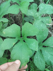 Cucurbita radicans