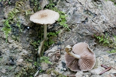 Cystoagaricus
