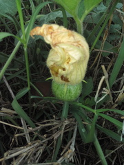 Cucurbita radicans