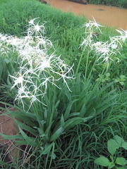 Hymenocallis jaliscensis