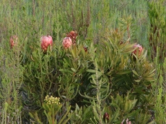 Protea × hybrida